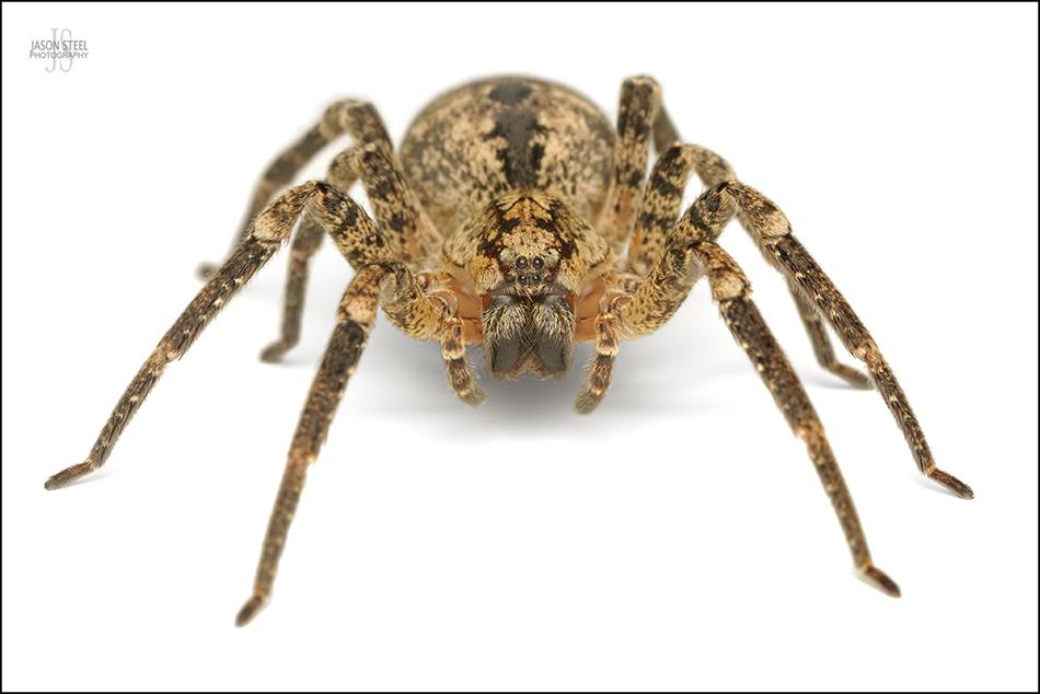 False Wolf Spider, Zoropsis spinimana